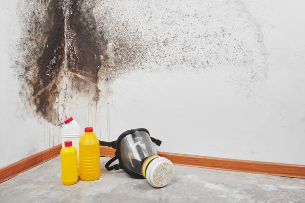 Best Bathroom Mold Remediation in Sunbury, PA