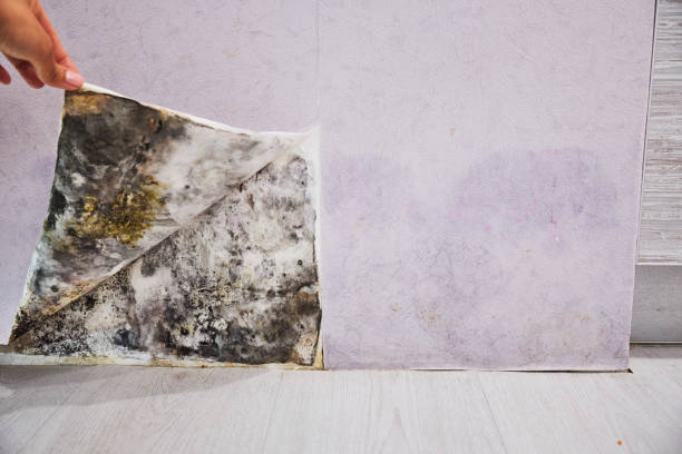 Best Industrial Mold Remediation in Sunbury, PA